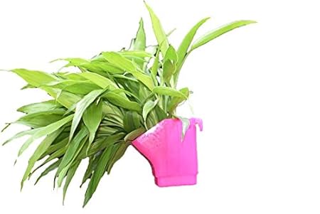 MSWC Vertical Garden Wall Hanging Pot Pack of 6 Big Size Volumes 1.2 Liter (Pink Color)