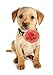 HBEDU Dog Collar Flowers Charms Accessories for Cat Puppy Pet Collars Rose Flower Grooming Decoration Pack of 8