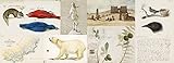 Image de Explorers' Sketchbooks: The Art of Discovery & Adventure