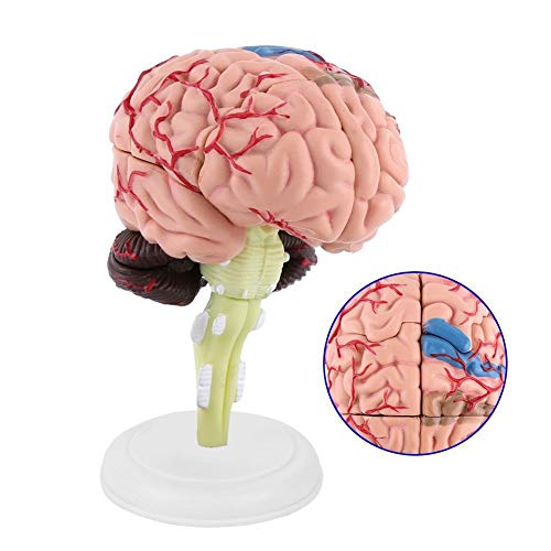 Brain Model - Anatomical Medical Model Disassembled Anatomical Human Brain Model Medical Teaching Tool Toy - Thumbnail 3