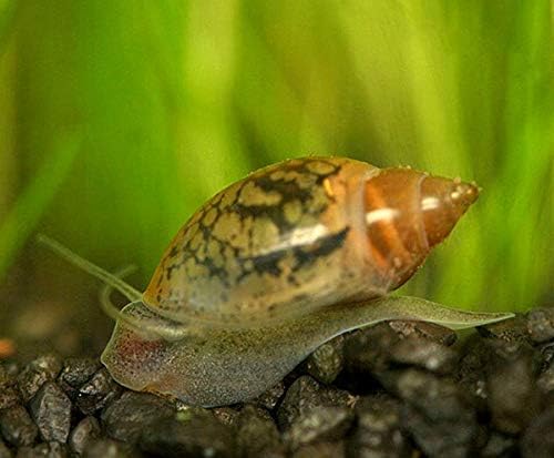 Thai Live Insect 30+ Cleaner Feeder Pond Snails - AKA Tadpole Snails (Moss ADA Java Amazon Fern)