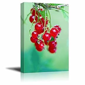 Branch of Ripe Red Currant Berries and Leaves...