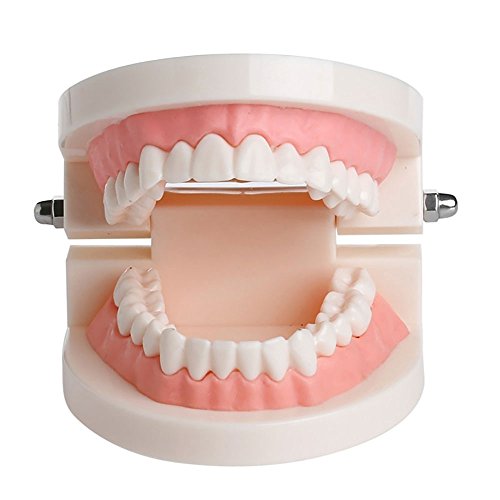 Dentures Dental teeth teaching model Adult Gums Standard Demonstration Tool for Kindergarten Brushing Teaching By Brigedental