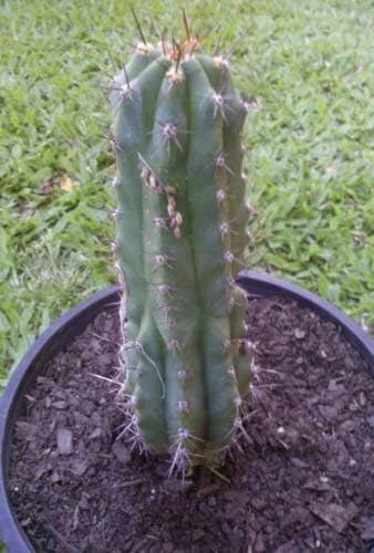 San Pedro Gold Torch (Trichocereus Spachianus) 10 Seeds