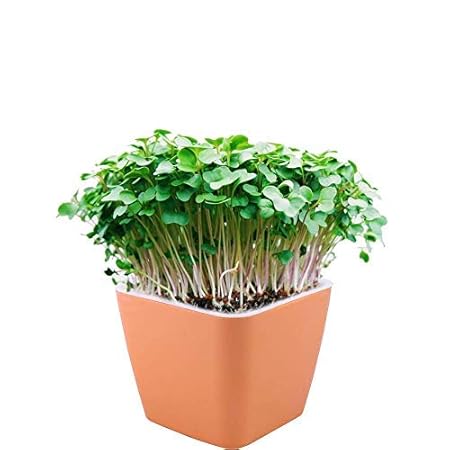 Montyybucks Self Watering Pots for Plants Indoor Outdoor Gardening Rectangular
