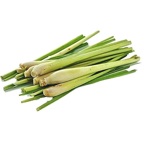 6 Fresh Lemon Grass Lemongrass Spices And Herbs Grocery Gourmet Food Amazon Com