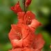 GLADIOLUS, BULB (20 PACK) ORANGE FLAME, ORANGE PERENNIAL GLADIOLUS BULBS, FLOWERS