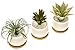 Stylish Ceramic Succulent Planters By EcoPlant - Modern Set Of 3 Mini Flower Pots With Practical Bamboo Draining Tray - Decorative Cactus Planter Pots - Elegant Ceramic Plant Pots For Home Decoration