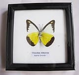 FRAMED REAL BEAUTIFUL CHOCOLATE ALBATROSS BUTTERFLY DISPLAY INSECT TAXIDERMY 5