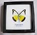 FRAMED REAL BEAUTIFUL CHOCOLATE ALBATROSS BUTTERFLY DISPLAY INSECT TAXIDERMY 5