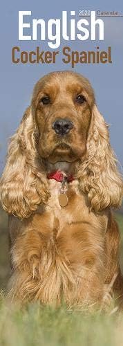 English Cocker Spaniel Calendar 2020