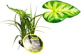 Komodo Broadleaf Canopy Plant Habitat Decor for Reptiles 10" Tall view 2