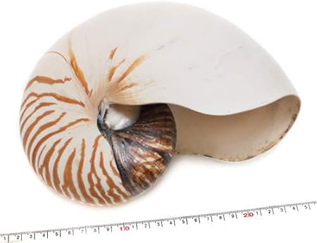 Amazon 貝殻パーツ オウムガイ 特大 ヒビあり 1個 アクセサリーパーツ 通販