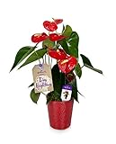 Happy Hearts Red Anthurium Plant 15-Inch To 18-Inch Tall In Red Ceramic Container, From Hallmark Flowers