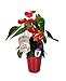 Happy Hearts Red Anthurium Plant 15-Inch To 18-Inch Tall In Red Ceramic Container, From Hallmark Flowers