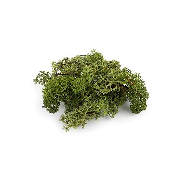War World Scenics Lichen Flechte Modell Moos Laub Multipacks 3 x 20g (HellgrÃ¼n, DunkelgrÃ¼n, Braun) - Railway Wargame Tabletop GelÃ¤nde Landschaft Baum Busch Hecke Diorama Basing – Bild 4