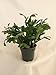 Hirt's Red Christmas Cactus Plant - Zygocactus - 4
