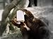 Ursack Major (formerly S29.3 AllWhite) Bear Resistant Food Storage Bag