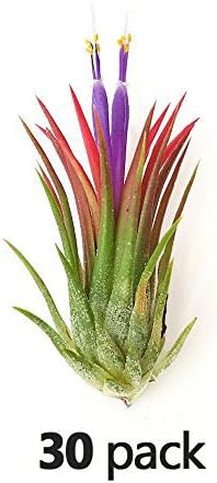 The Drunken Gnome AIR Plants – IONANTHA RUBRA Small – 30 Pack - air Purifying Flowering Tillandsia for Terrarium, Fairy Garden Starter kit, Home Office, Indoor Outdoor, Corporate Gift (30 Small)