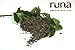 Runa Clean Energy, Organic Loose Leaf, Mint Guayusa Tea, 1 Pound