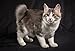 Beautiful Cats Postcard Book (Beautiful Animals)