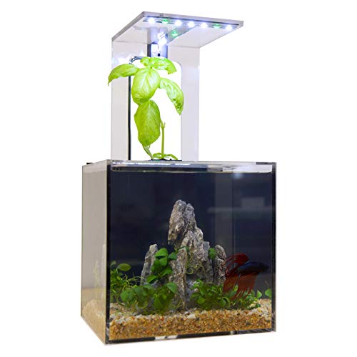 EcoQube C Aquarium – Betta Fish Tank with UV LED Sterilizer and Aquaponic System for Desks, Offices, and Home Décor