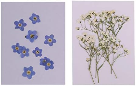 Baoblaze ドライフラワー 花材 押し花 素材 ドライ葉 ドライ花 手作り しおり ブックマーク 材料 約個入り B07rnfhvjf 690円 全品最安値に挑戦 70 Offアウトレット 新作 人気の定番 ランキング総合1位