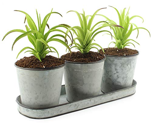 Darware Galvanized Succulent Pot Set (3 Pots with Tray); Farmhouse Flower Tin Pot and Tray Windowsill Planter or Caddy