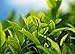 Akbar Black Tea Premium Quality Gold Pure Ceylon Tea 225g / 7.9 oz