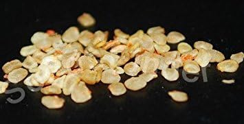 Red Goji Berry (Lycium barbarum) 1000+ Seeds