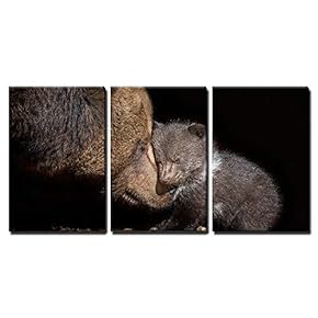 Brown Bear Ursus Arctos x3 Panels