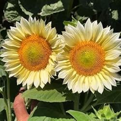 Park Seed Variety of Sunflower Plant Seeds, Easy to