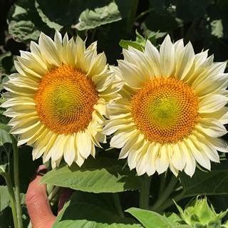 Park Seed Variety of Sunflower Plant Seeds, Easy to