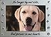 NewLifeLandia Pet Memorial Picture Frame Keepsake for Dog or Cat, Perfect Loss of Pet Gift for Remembrance and Healing