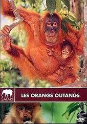 Les Orangs Outangs