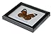 DSB BTF01G Butterfly Framed the Tawny Rajah Specimen Gift Display Insect Taxidermy