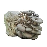 Grow Your Own Mushrooms Kit - Colonized Blue Oyster Mushrooms - Indoor Grow Kit - Up to 4lbs