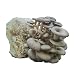 Grow Your Own Mushrooms Kit - Colonized Blue Oyster Mushrooms - Indoor Grow Kit - Up to 4lbs