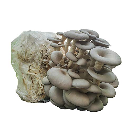 Grow Your Own Mushrooms Kit - Colonized Blue Oyster Mushrooms - Indoor Grow Kit - Up to 4lbs
