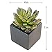 Small Faux Echeveria Succulent in Square Black Ceramic Planter - 4 x 5 Inches - Marmeda Decor Potted Artificial Plant in Black Matte Cube Vase - Global Modern Decor for Home or Office