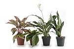 Set of 4 Indoor Plants - Live Potted Plants for Your Home or Office - Includes Red Aglaonema, Snake Plant, Philodendron, and Peace Lily - Great for Interior Decorating and Cleaning the Air