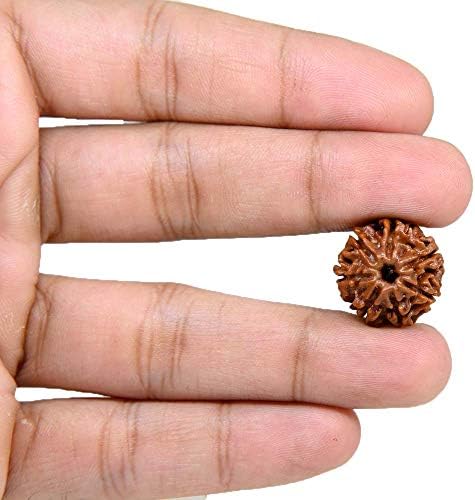 Rudra Gems 7 Mukhi Rudraksha Nepal Fine IGL Certified Bead (18-20 mm, Brown)