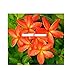 "ORANGE DELIGHT" FRAGRANT PLUMERIA'S CUTTING WITH ROOTED 7-12 INCHES REGISTERED TRACK ONLINE 100%GUARANTEE SATISFICATION