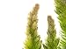 Aquatic Arts Live Hornwort Plant - 2 Extra Large Bunches of Pond Plants Over 10 Stems