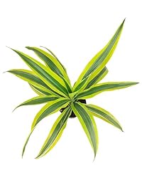 Dracaena Lemon Lime