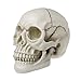 Human Skull Art Teaching Model Medical Realistic 1:1 Adult Size Replica Resin,Scary Halloween Decorations