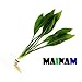 Amazon Sword Plant Echinodorus Bleheri Tall Bunch Live Aquarium Plants Freshwater Planted Tank Decorations by Mainam