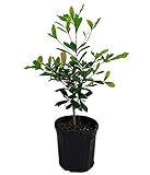 Miracle Fruit Plant - Synsepalum dulcificum - 6