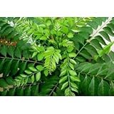 Fresh Curry Leaves 1 Oz. (Pack of 3)