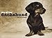 Day of the Dachshund